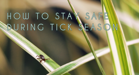 Staying Safe During Tick Season: Prevention, Detection, and Response