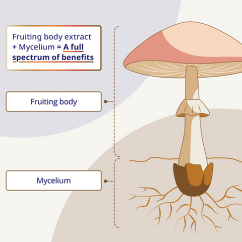 CanPrev Lion's Mane Full Spectrum